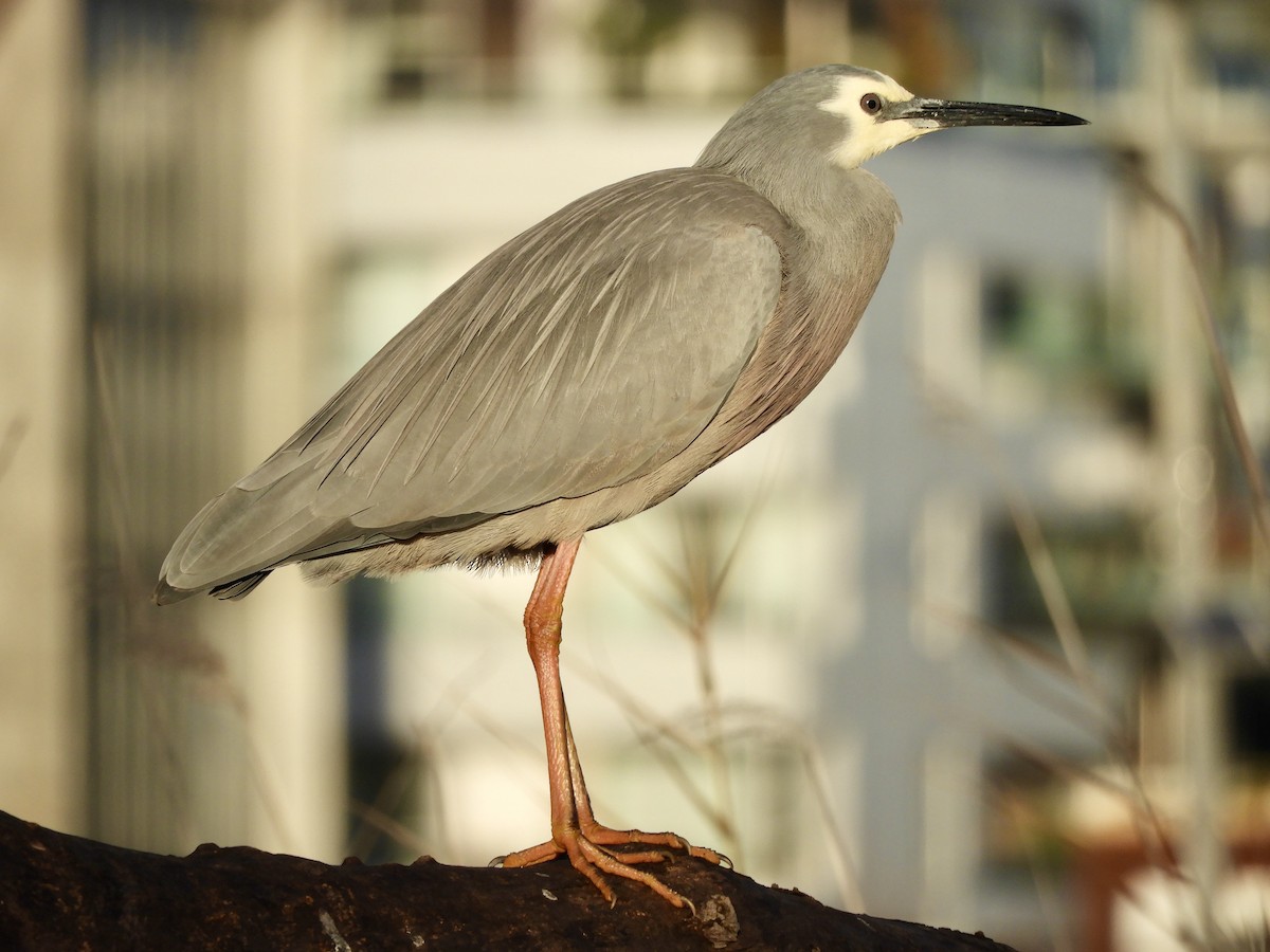 White-faced Heron - ML243120481