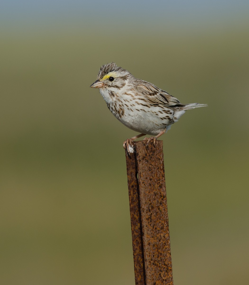 Savannah Sparrow - ML243120651