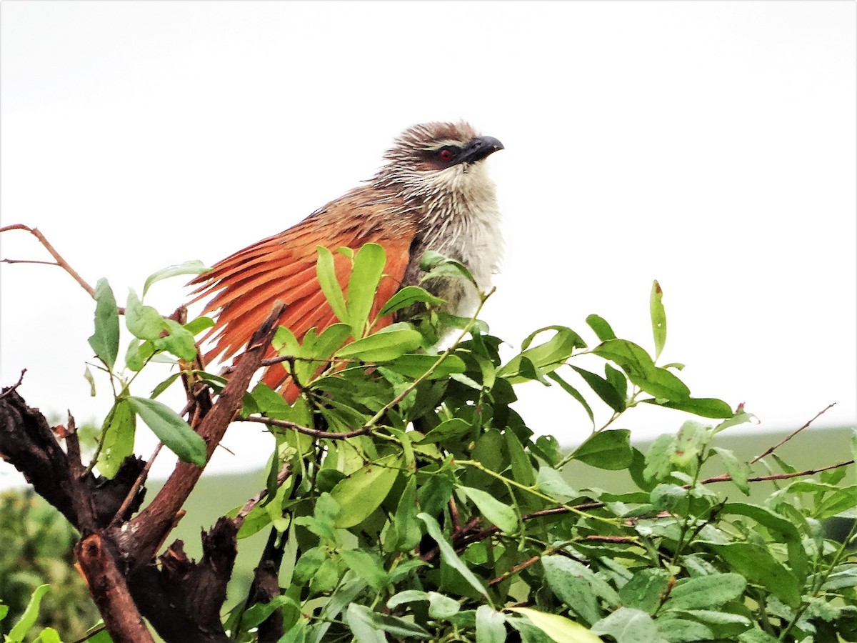 White-browed Coucal - ML243120671