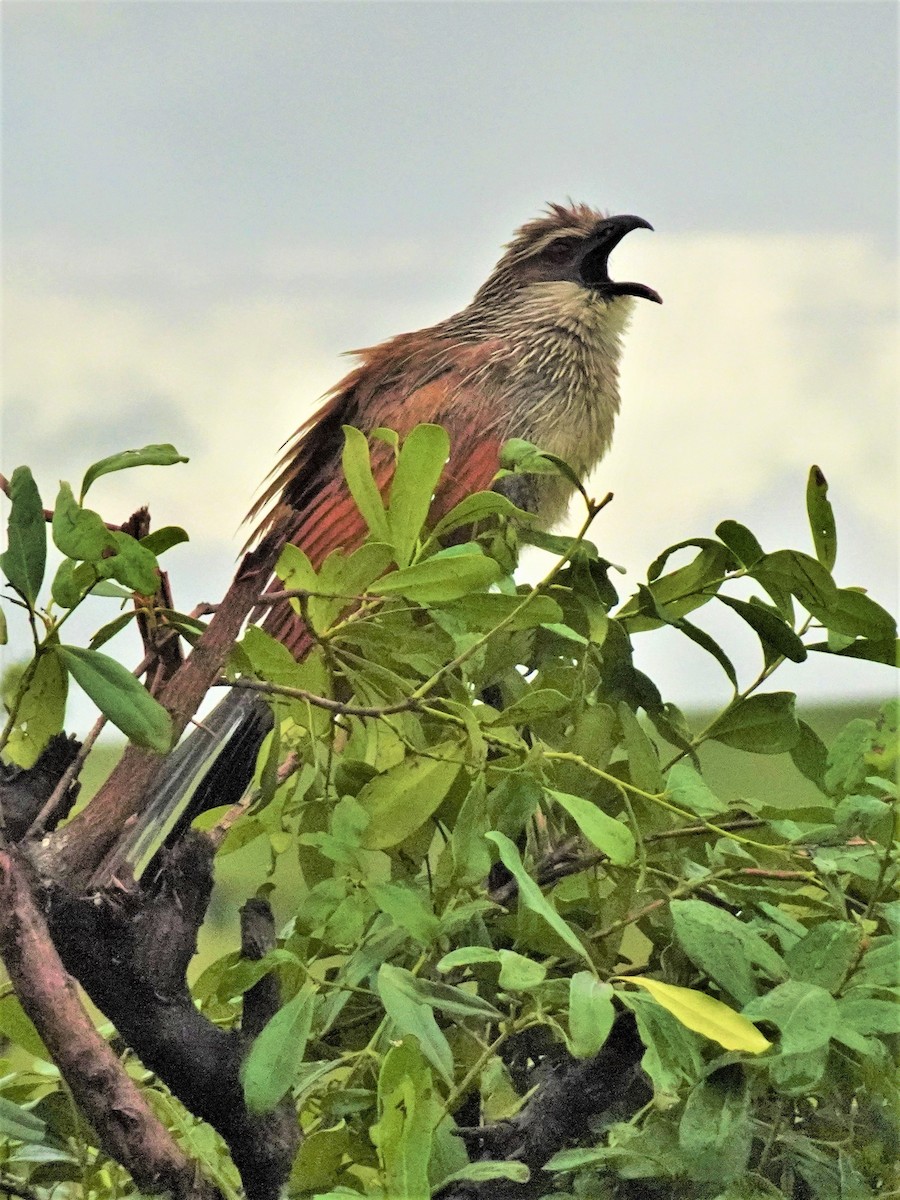 White-browed Coucal - ML243120681