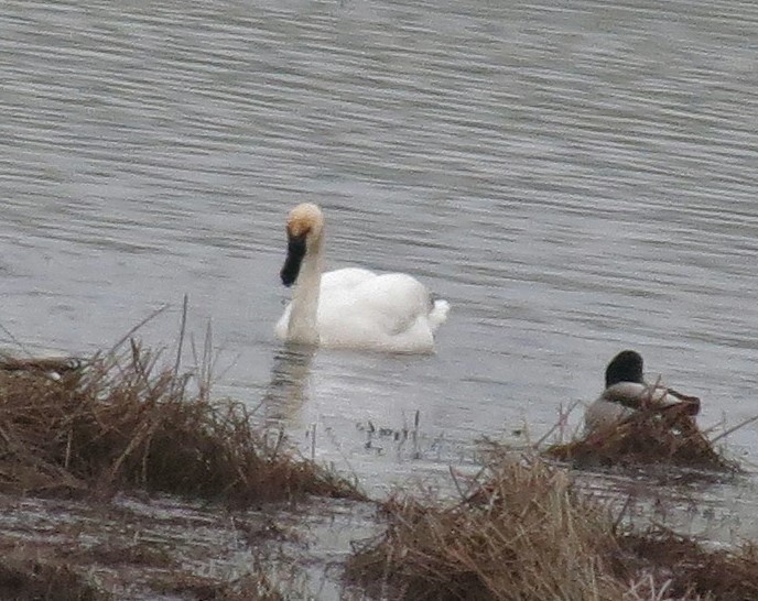 Cisne Trompetero - ML24312071