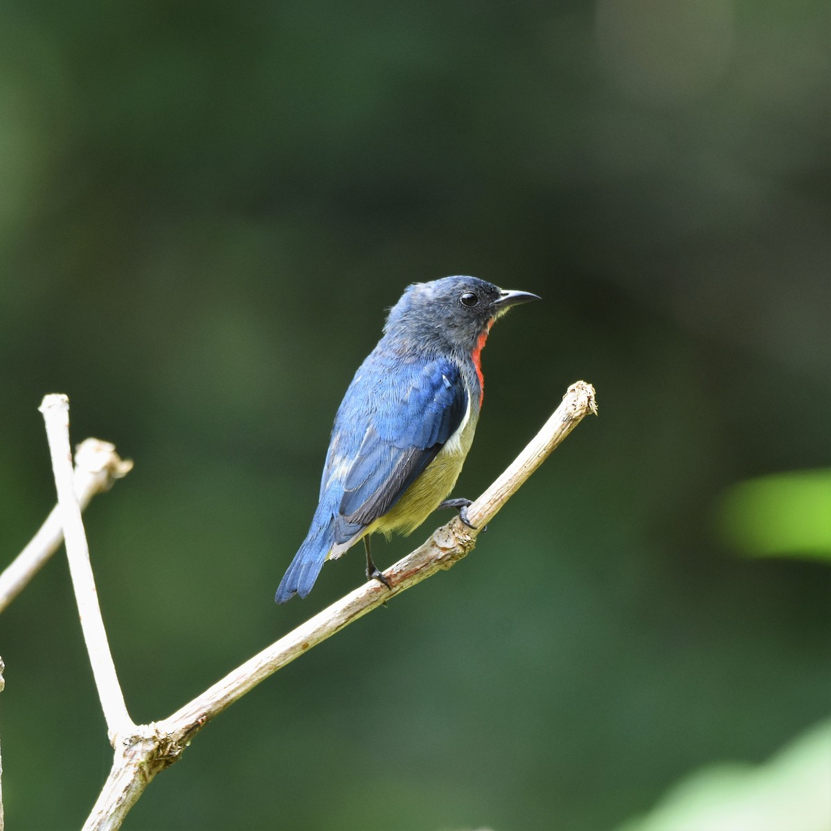 Black-sided Flowerpecker - ML243121201