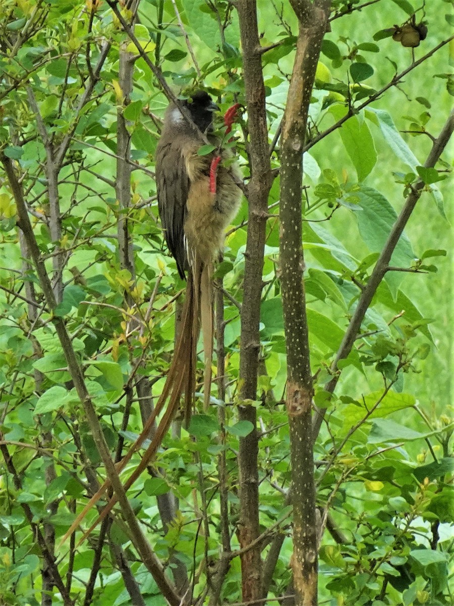 Speckled Mousebird - ML243121311