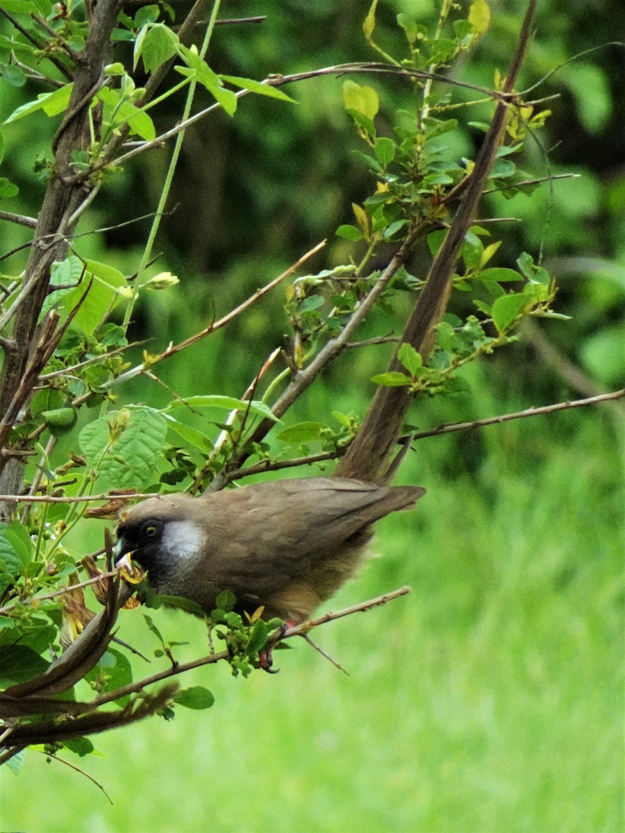 Speckled Mousebird - ML243121321