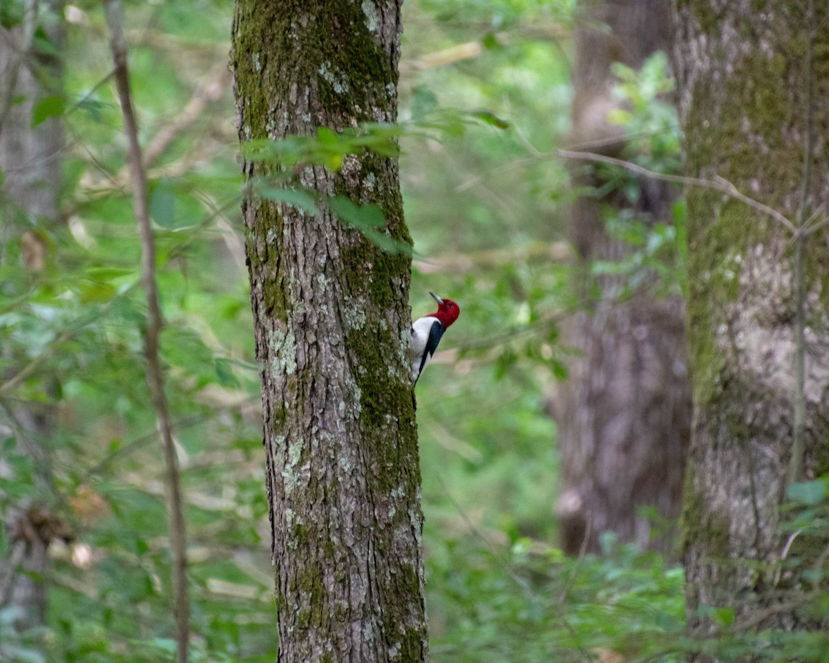 Red-headed Woodpecker - ML243121381