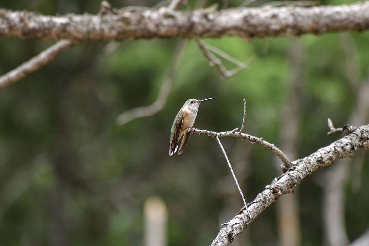 Broad-tailed Hummingbird - Amy Fredrickson