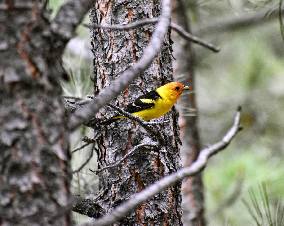 Western Tanager - Amy Fredrickson