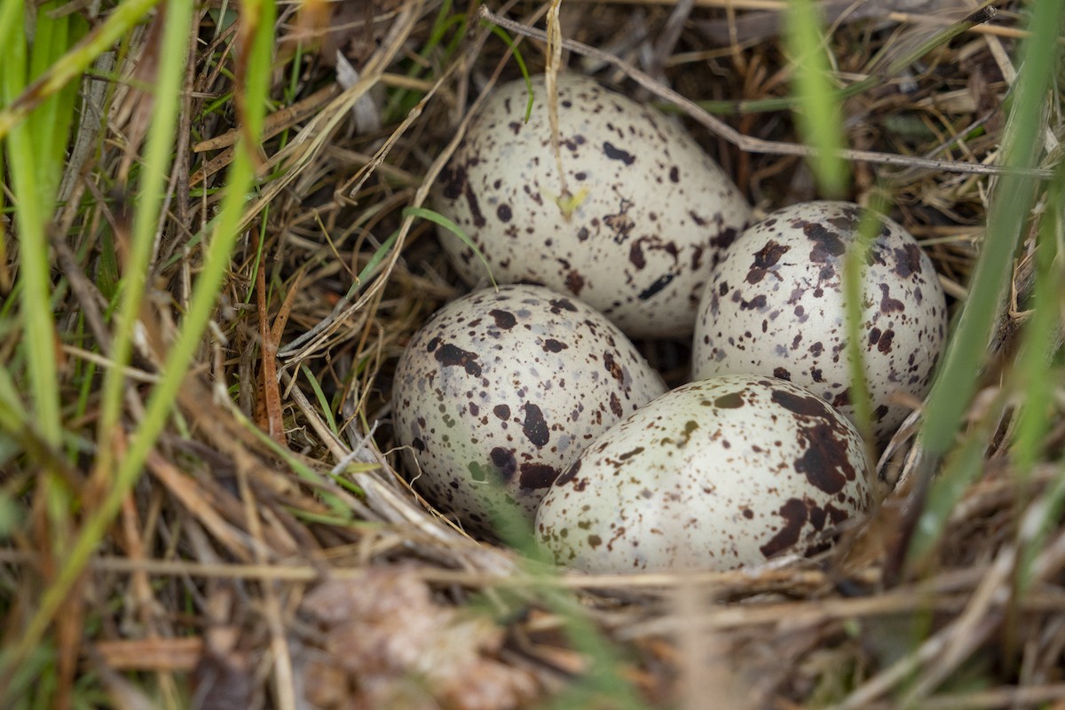 Spotted Sandpiper - Joshua Covill