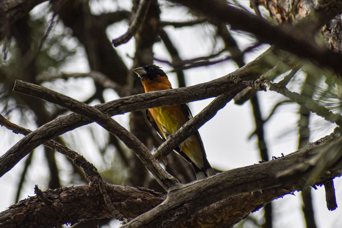 Black-headed Grosbeak - Amy Fredrickson