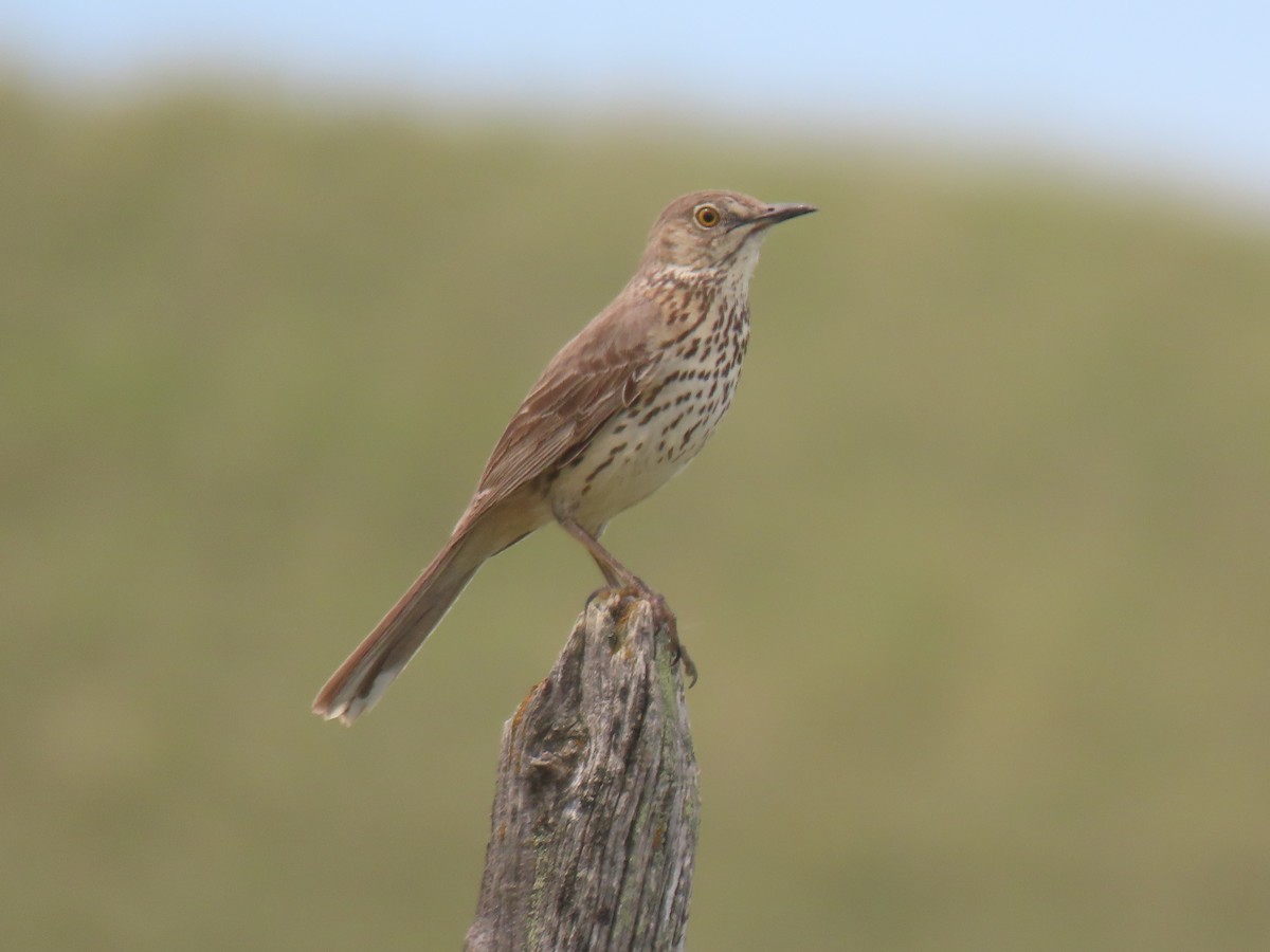 Sage Thrasher - raylene wall