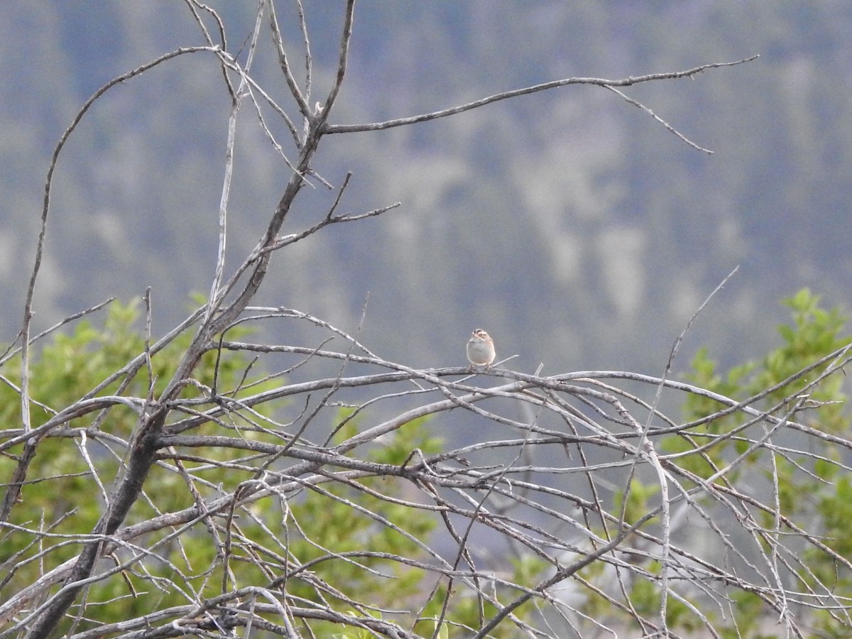 Clay-colored Sparrow - ML243124351