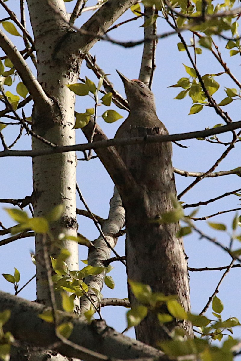 Gray-headed Woodpecker - ML243124461