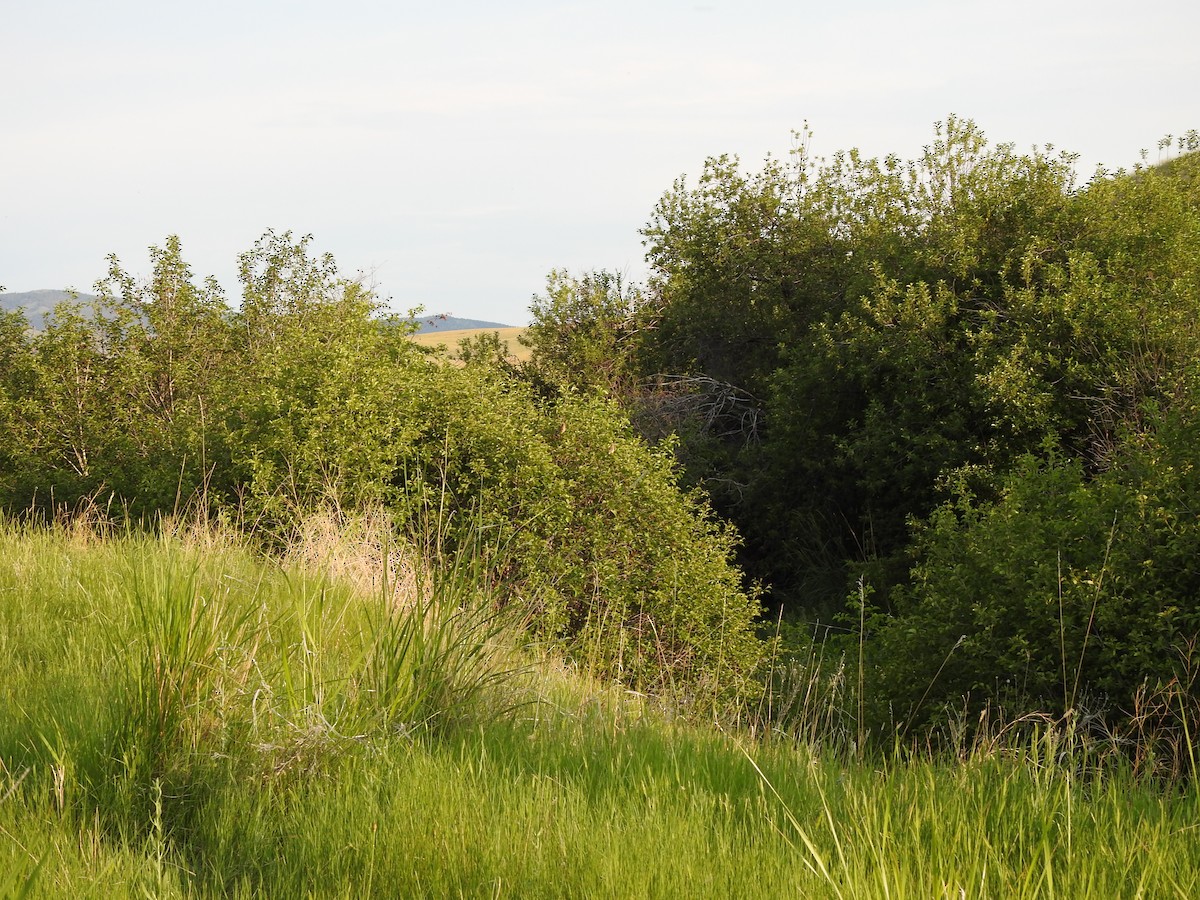 Cedar Waxwing - ML243124601