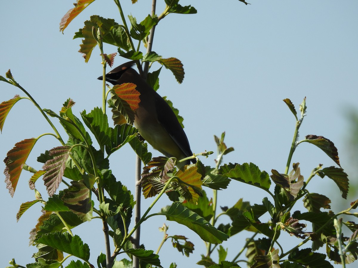 Cedar Waxwing - ML243124981