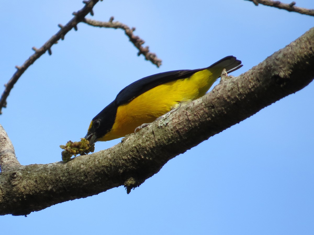 Yellow-throated Euphonia - ML24312621