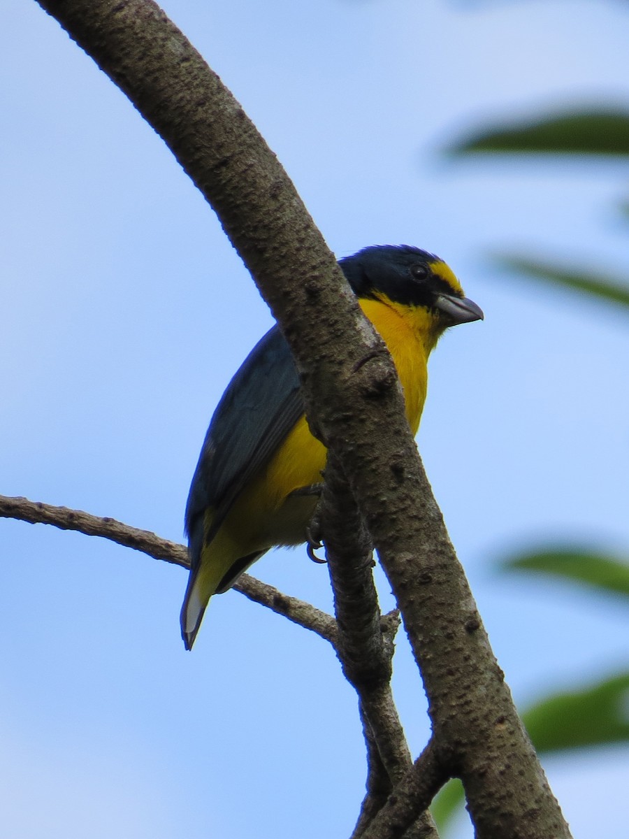 Yellow-throated Euphonia - ML24312631