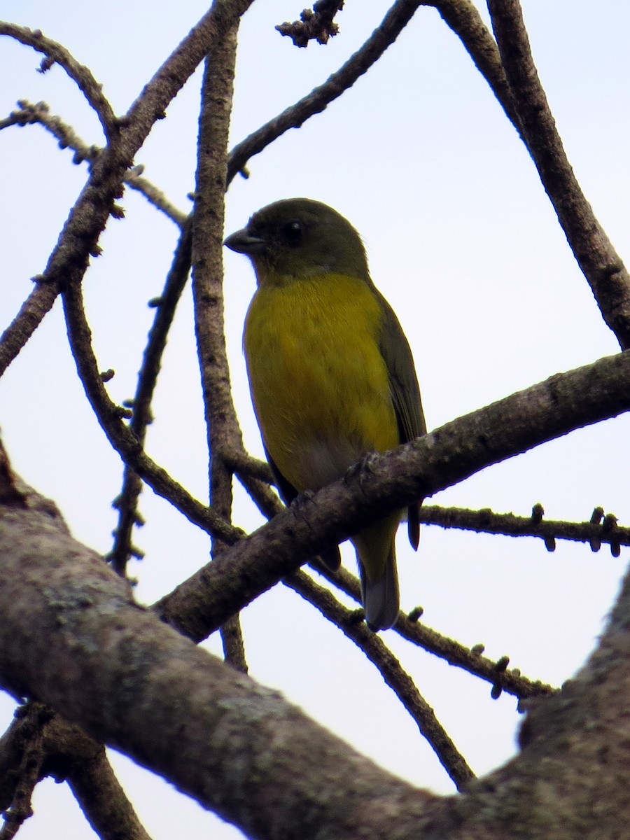 Yellow-throated Euphonia - ML24312651
