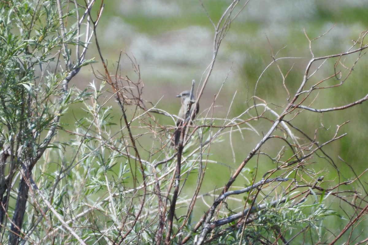 Western Kingbird - Shane Sater