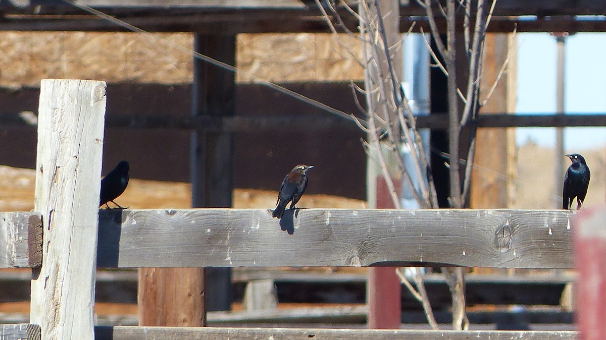 Rusty Blackbird - ML24312691