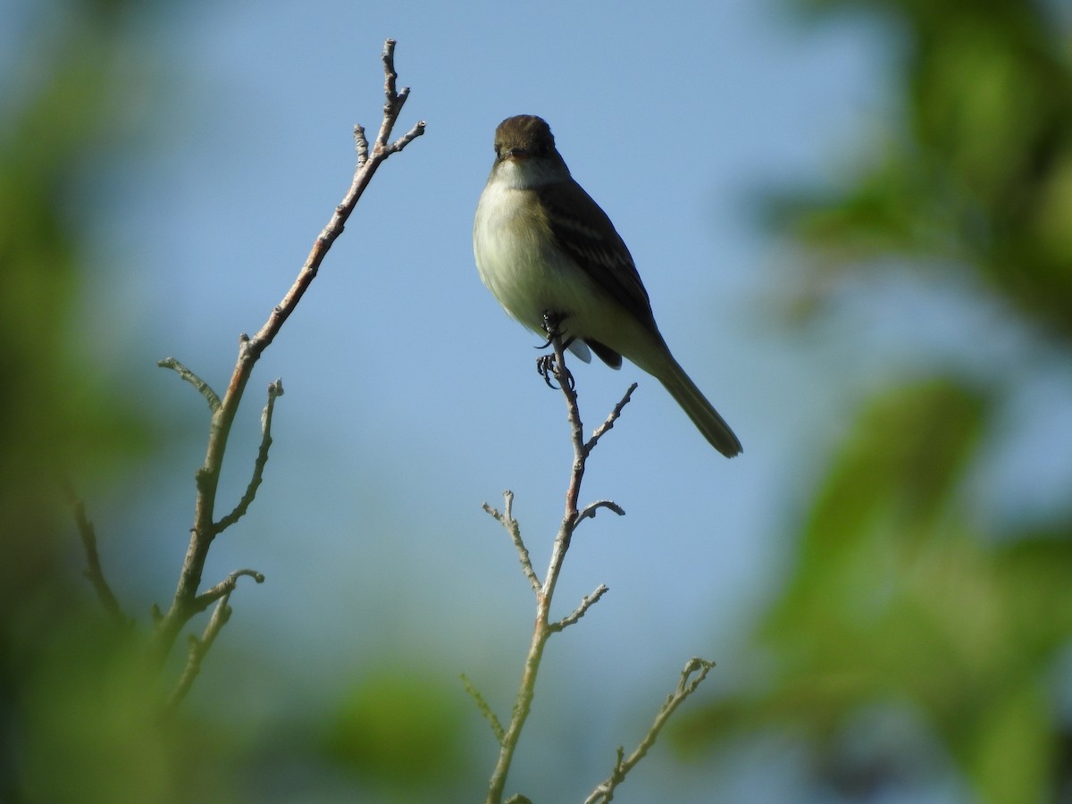 Willow Flycatcher - Shane Sater