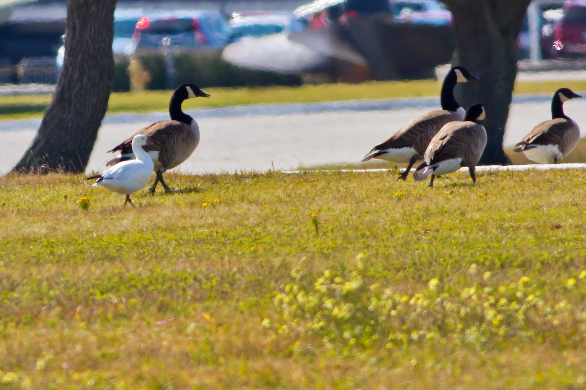 Ross's Goose - ML24312841