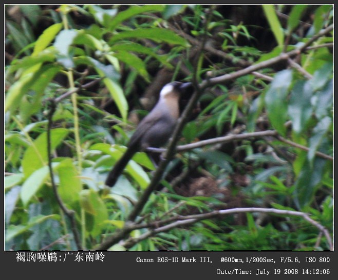 Gray Laughingthrush - Qiang Zeng