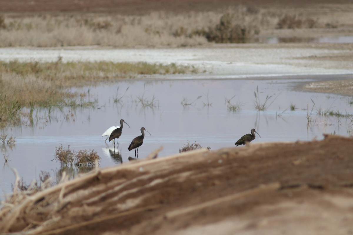 White-faced Ibis - ML243129921