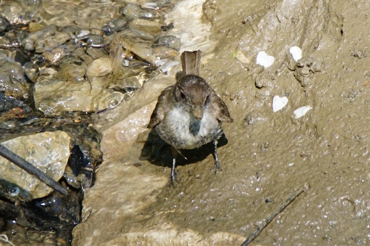 Eastern Phoebe - Dennis Mersky