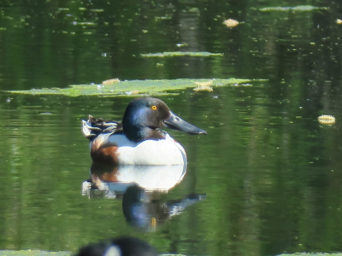 Northern Shoveler - Shelagh Parken