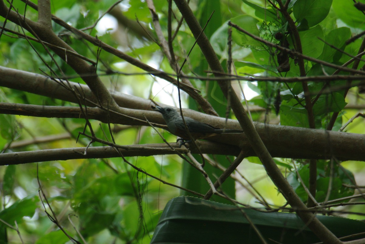 Island Monarch - ML243134711