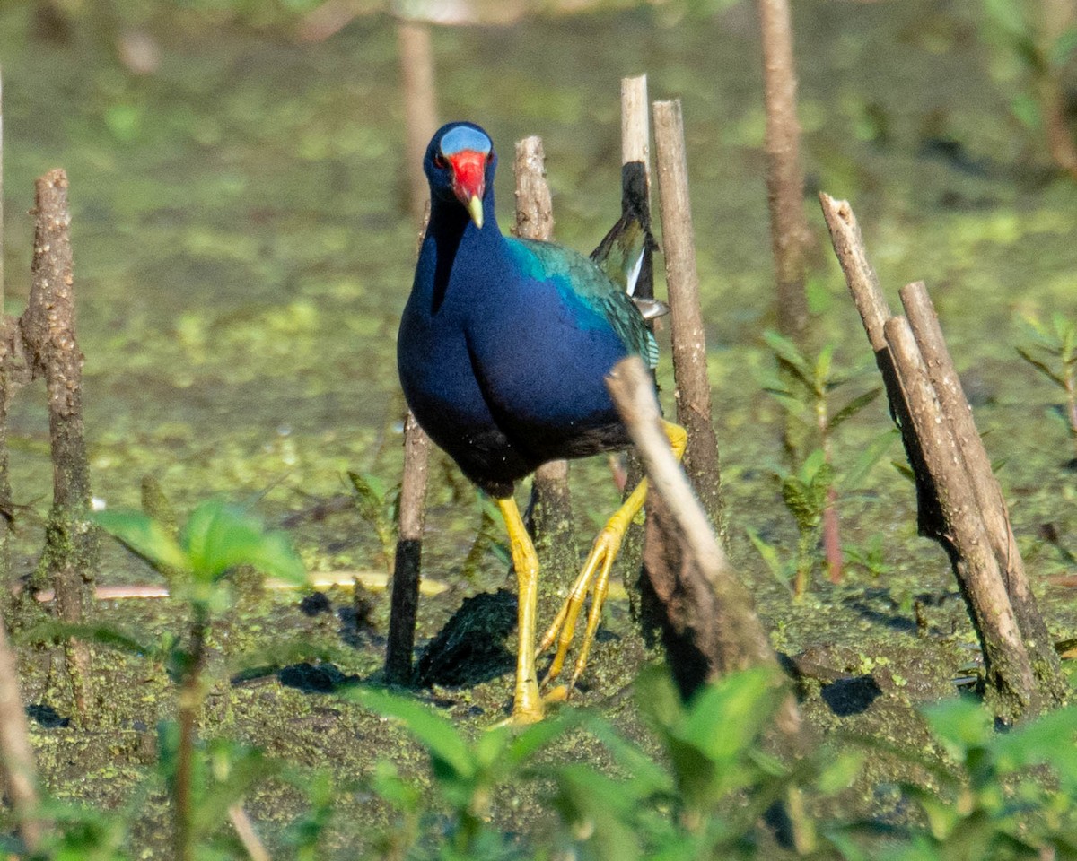 Purple Gallinule - ML243134951