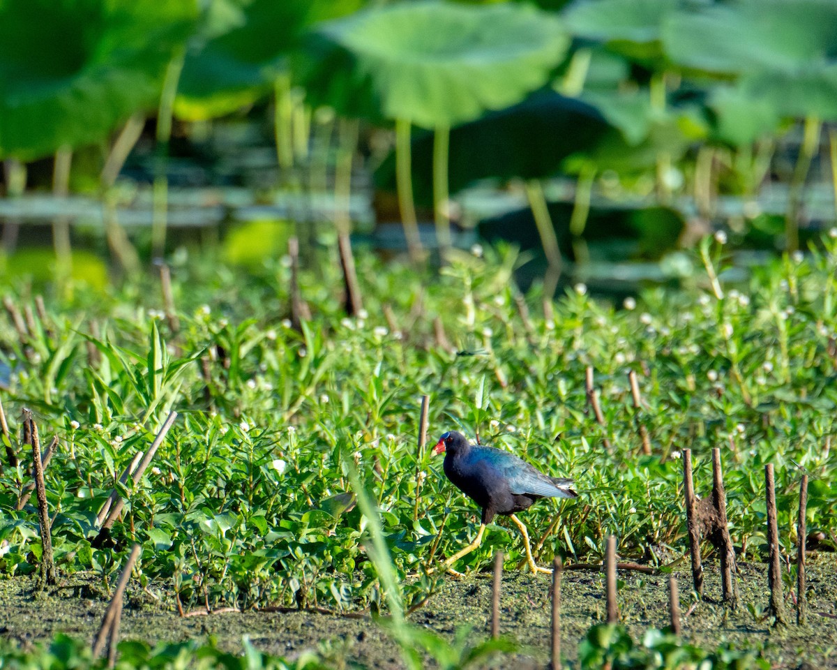 Purple Gallinule - Maureen  Ellis