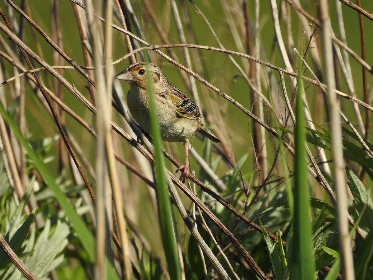 Grasshopper Sparrow - Matt Nusstein
