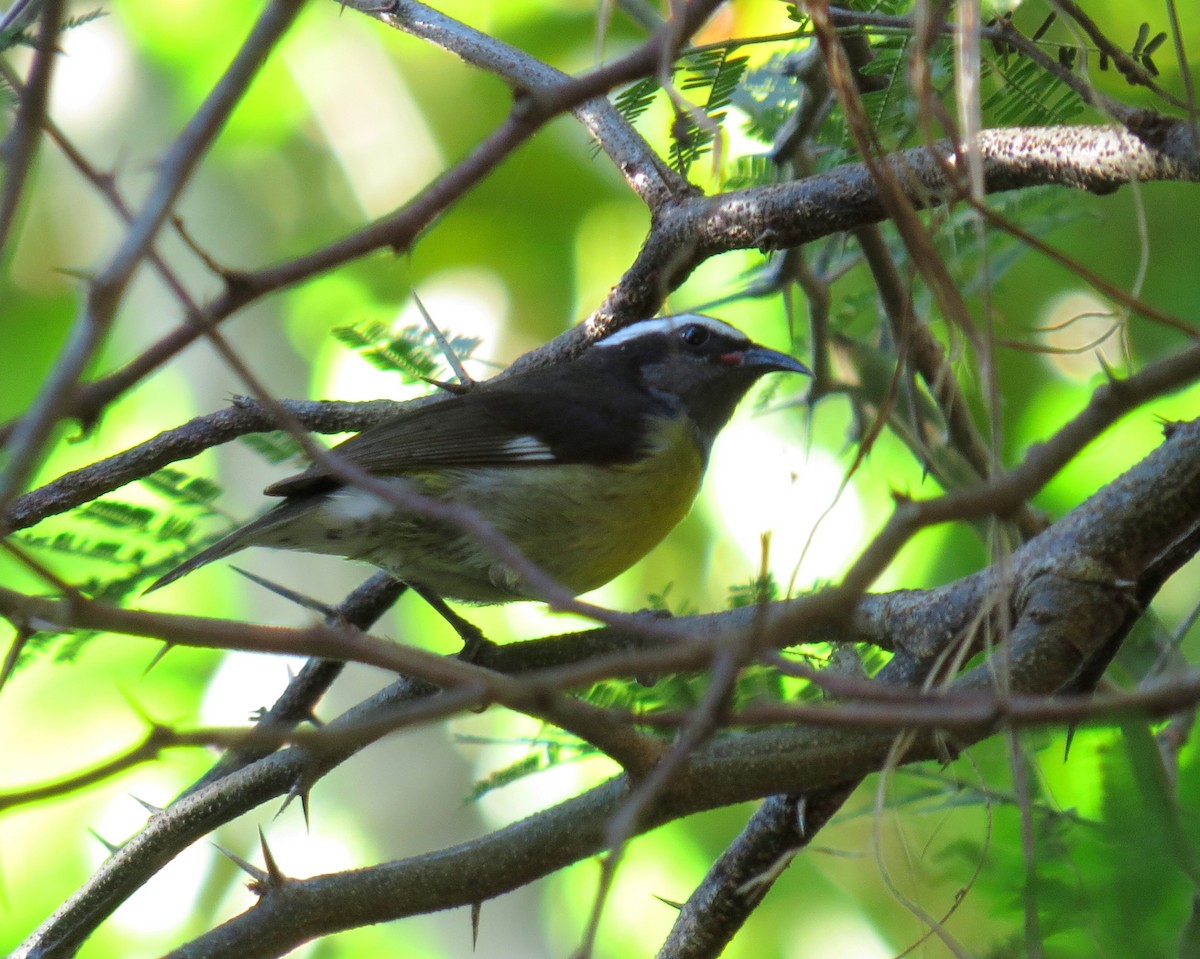 Bananaquit - ML243135581