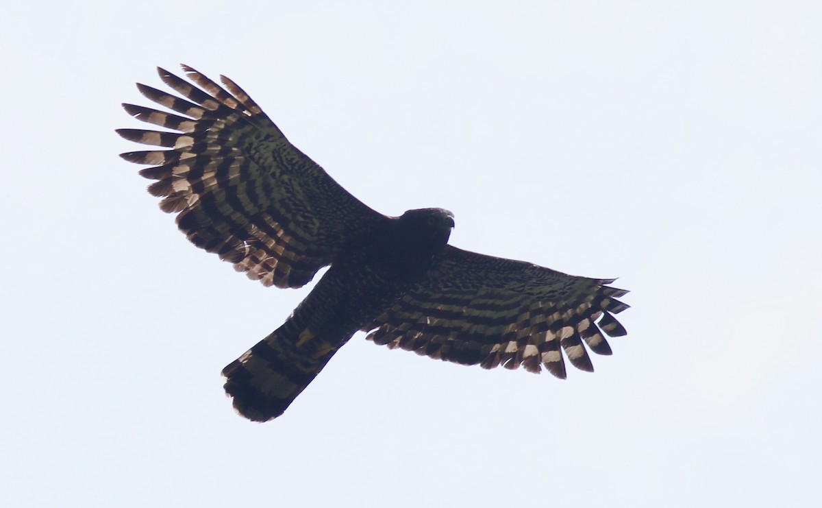 Águila Negra - ML243135741