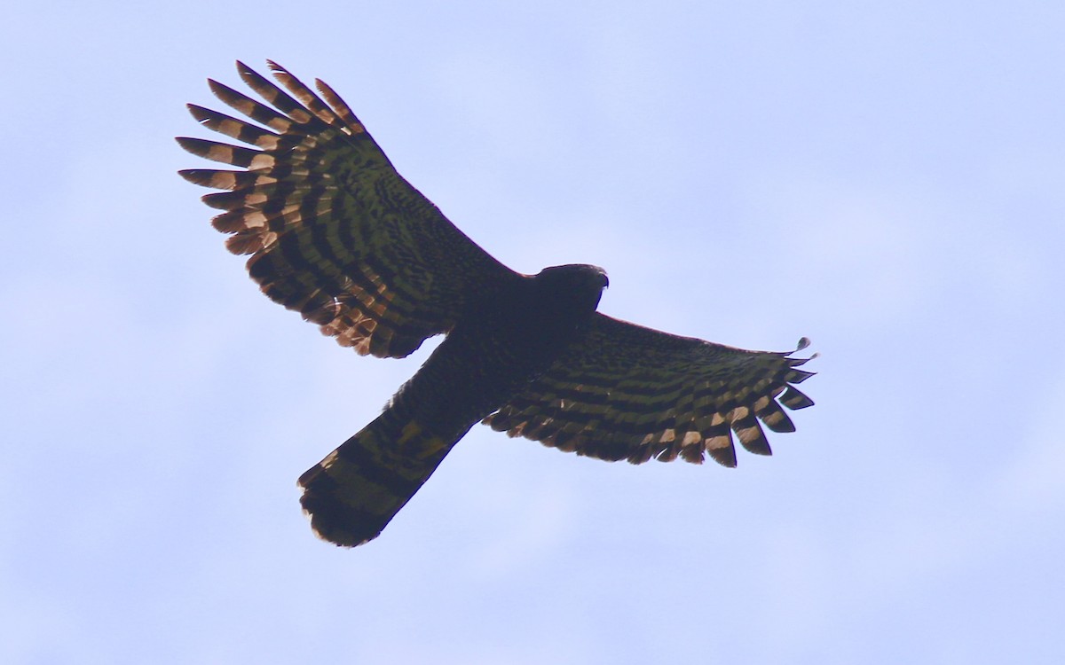 Águila Negra - ML243135831