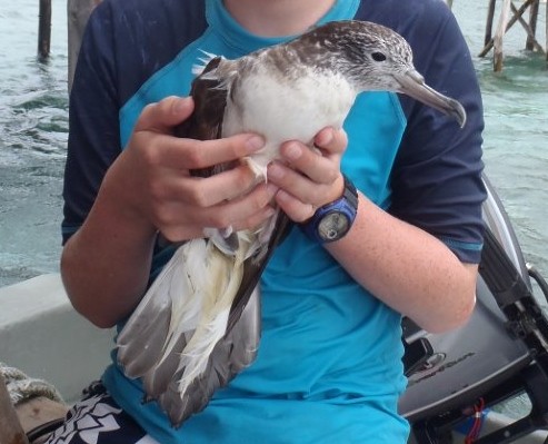 Streaked Shearwater - ML243135961