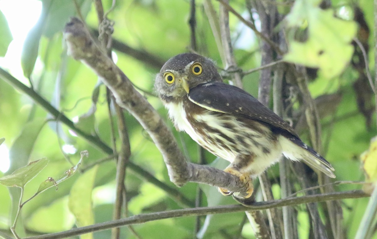 Central American Pygmy-Owl - ML243135981