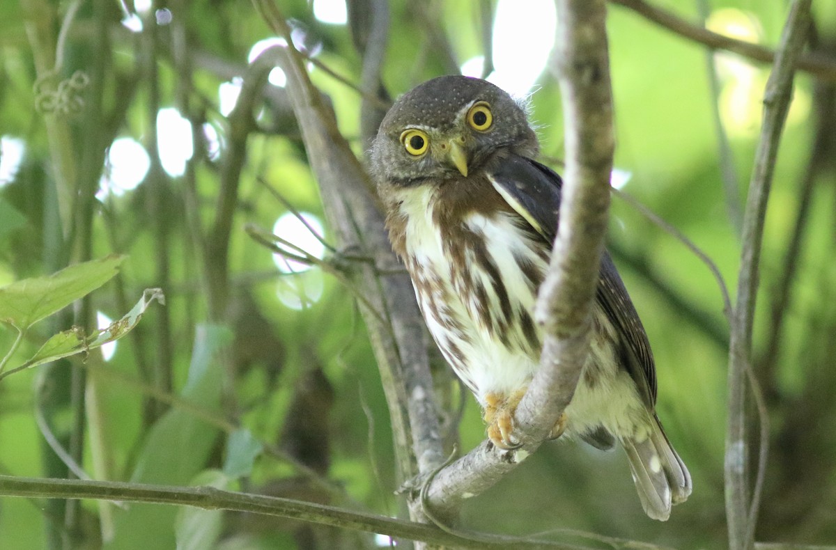 Central American Pygmy-Owl - Eric Antonio Martinez