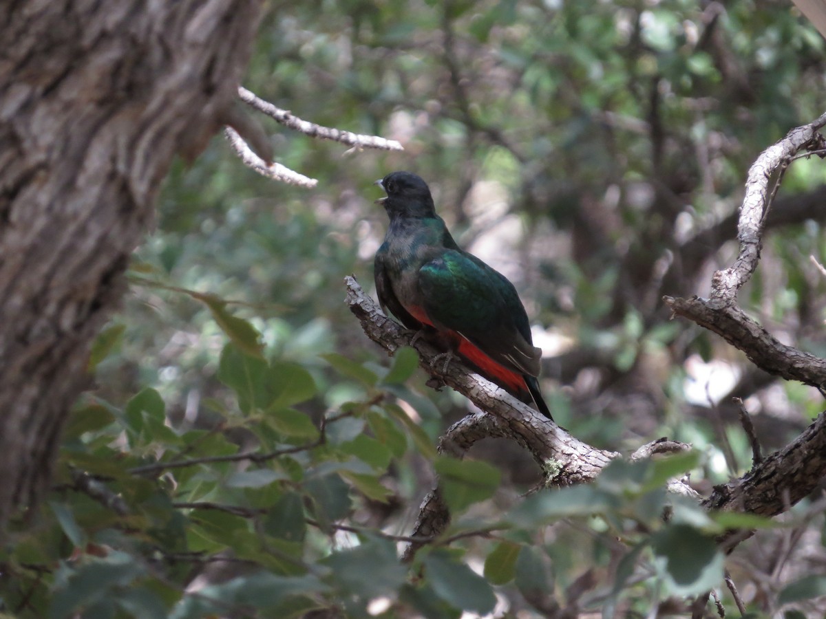 Eared Quetzal - Mike Judd