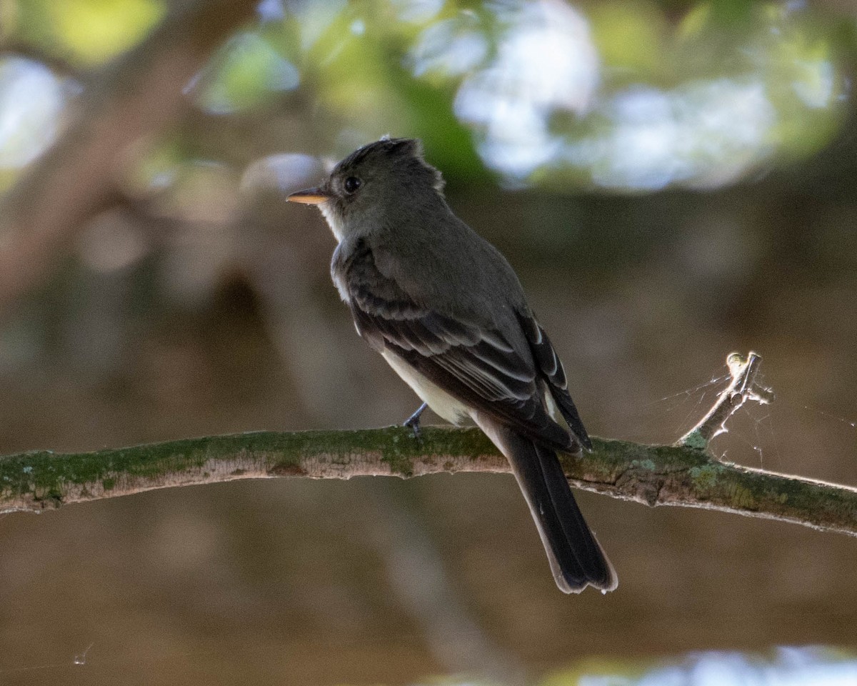 Eastern Wood-Pewee - Maureen  Ellis