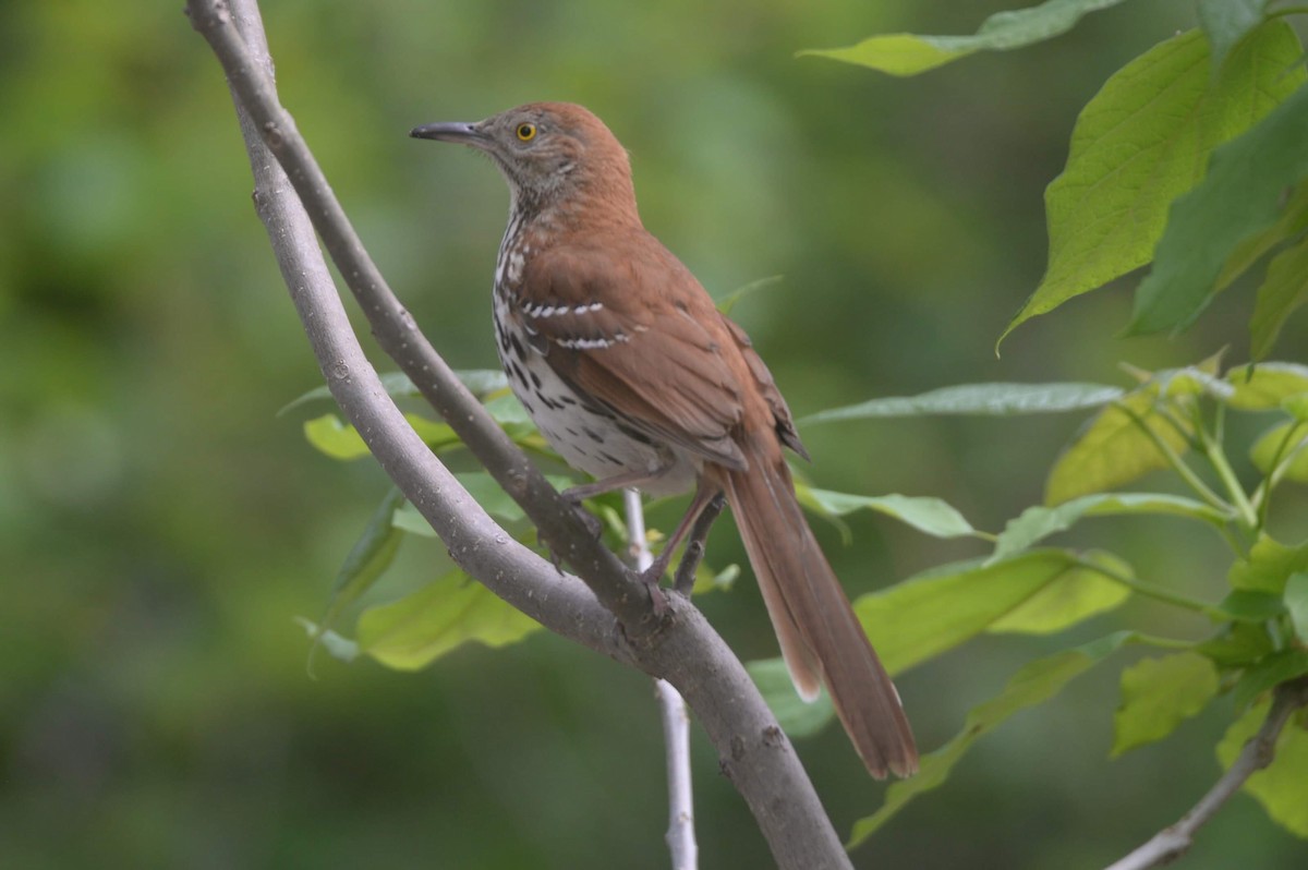 Brown Thrasher - ML243138711