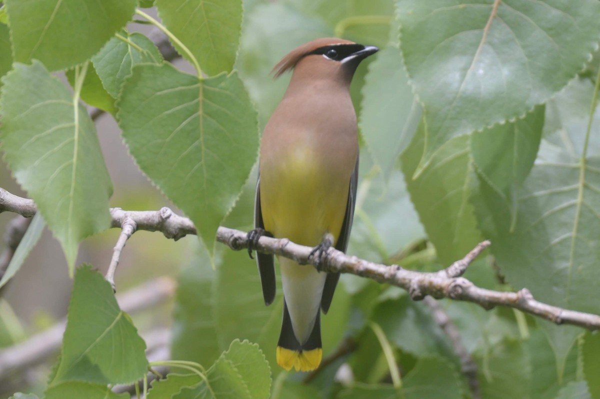 Cedar Waxwing - ML243138751