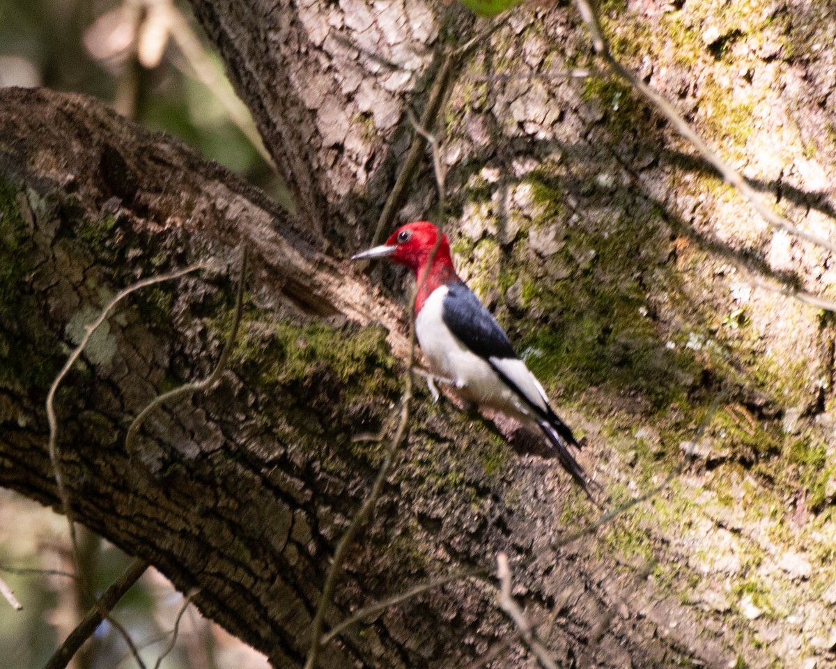 Red-headed Woodpecker - ML243138911