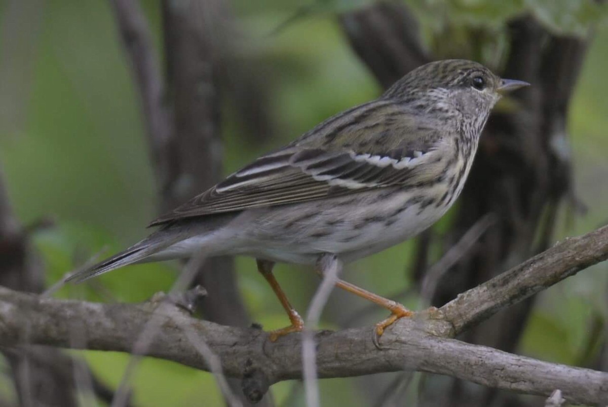 Blackpoll Warbler - ML243138961