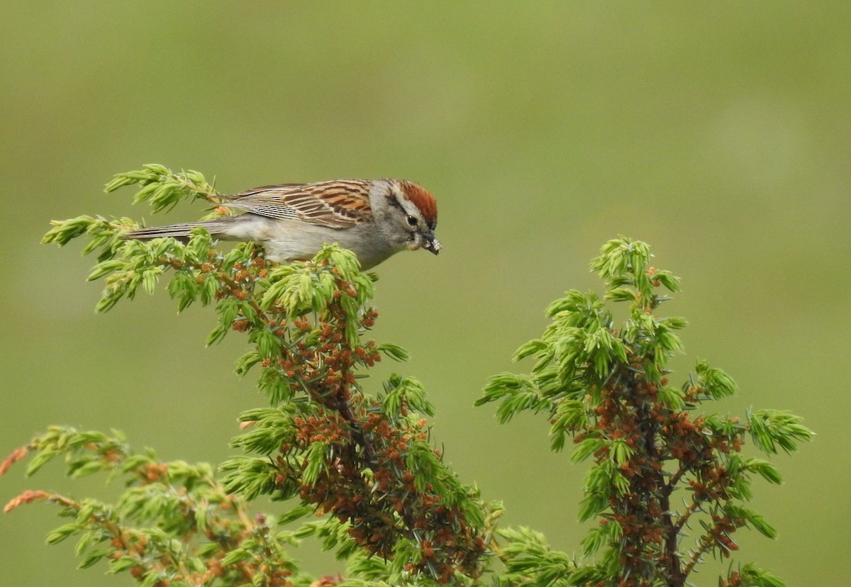 Chipping Sparrow - ML243139071