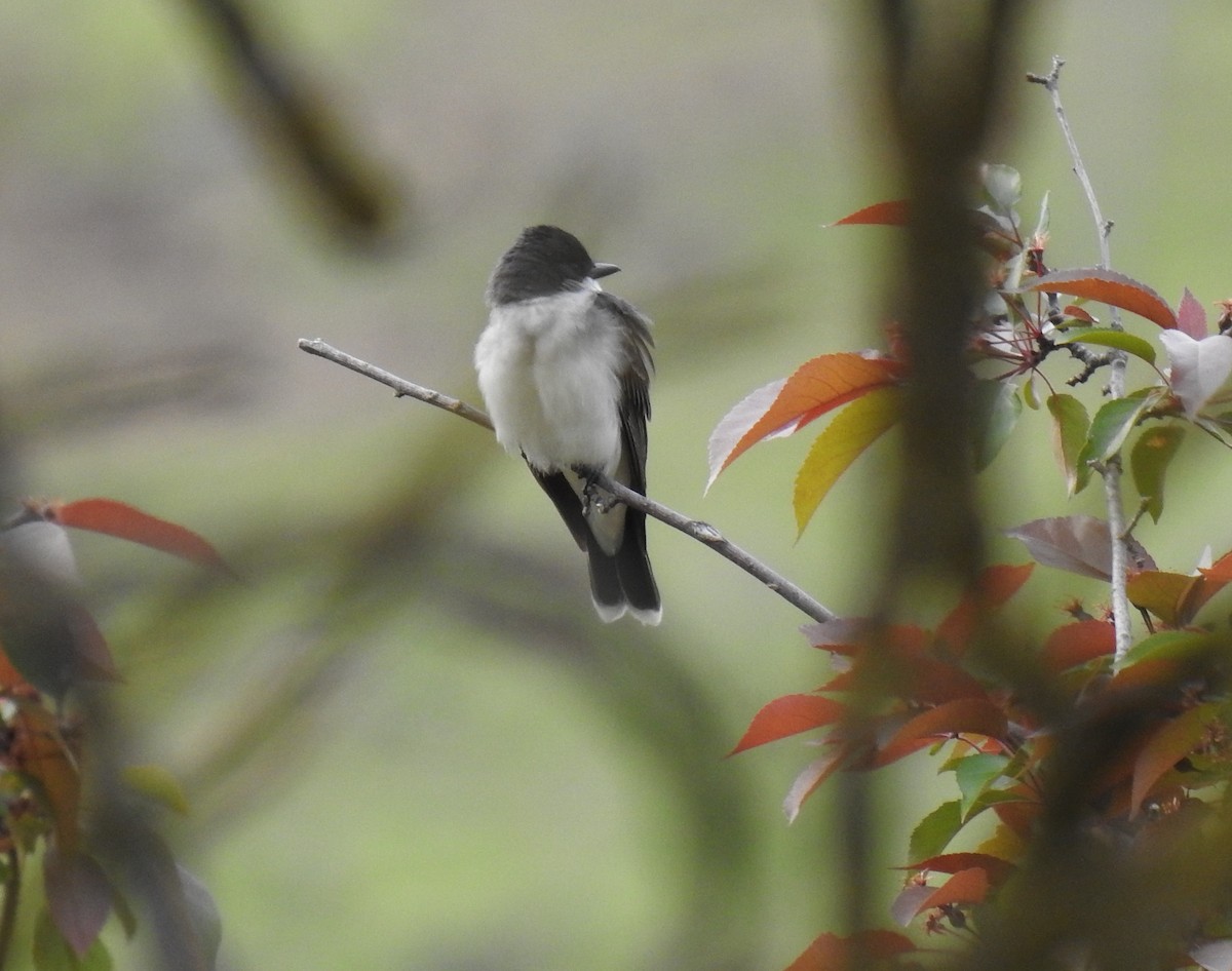 Eastern Kingbird - ML243139381