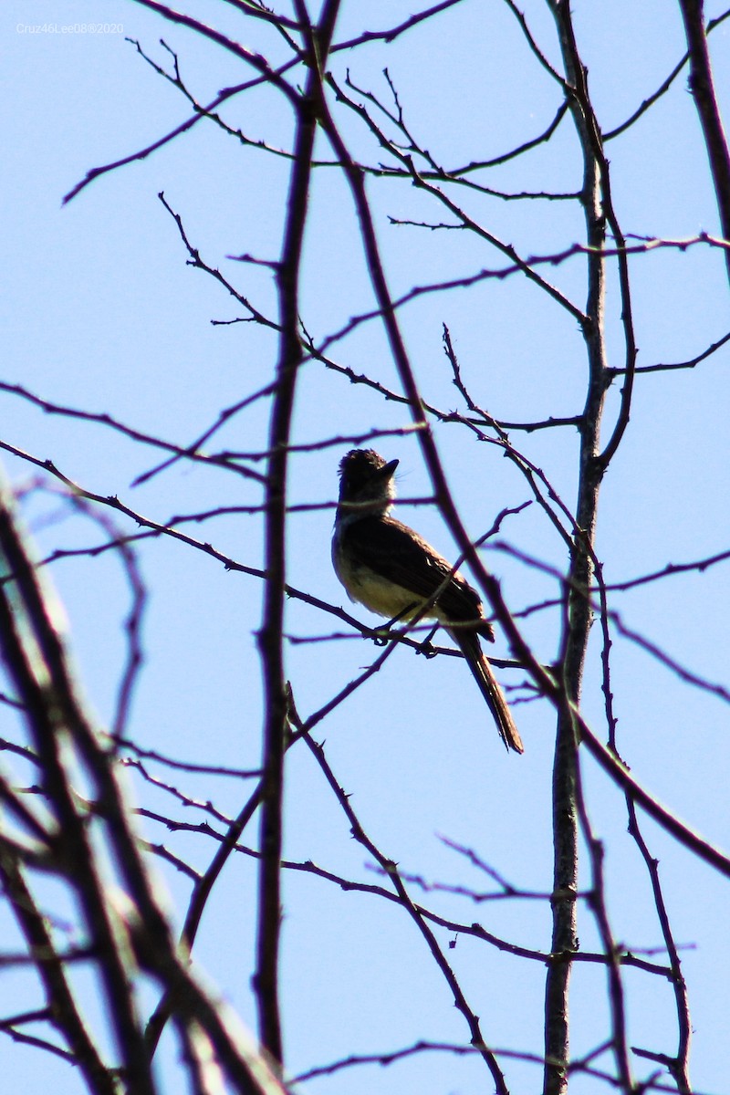 Brown-crested Flycatcher - ML243141891