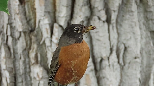 American Robin - ML243142011