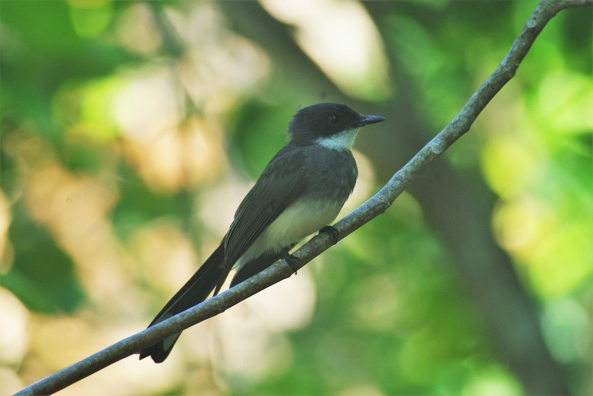 Northern Fantail - ML243142591